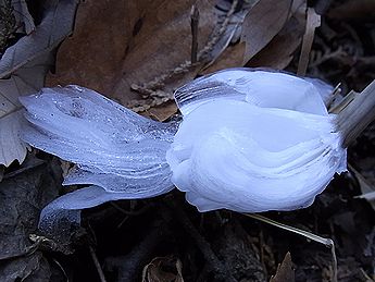 シモバシラの氷の結晶