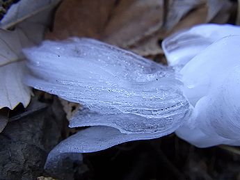 シモバシラの氷の結晶