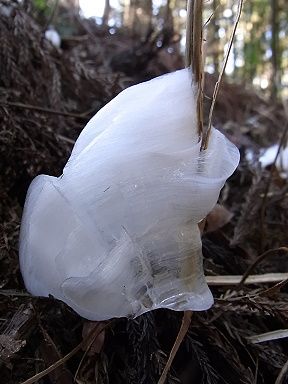 シモバシラの氷の結晶