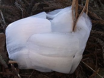 シモバシラの氷の結晶