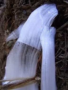 シモバシラの氷の結晶