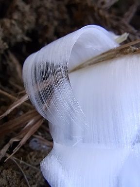 シモバシラの氷の結晶