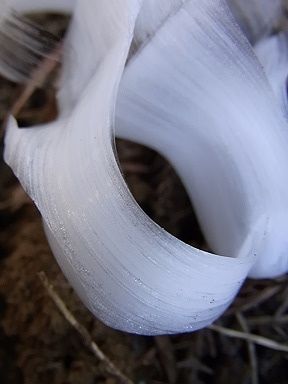 シモバシラの氷の結晶