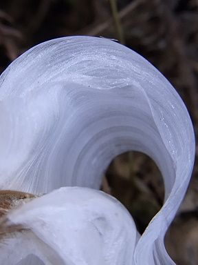 シモバシラの氷の結晶