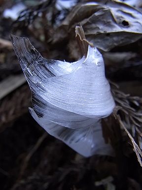 シモバシラの氷の結晶