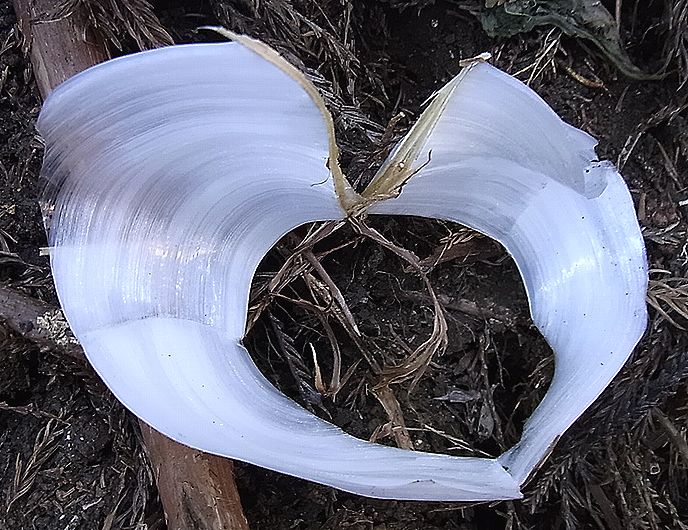 「シモバシラ」の、氷の結晶
