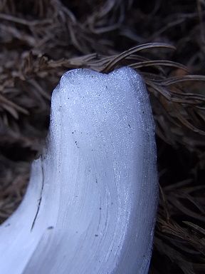 シモバシラの氷の結晶