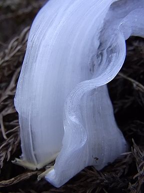 シモバシラの氷の結晶