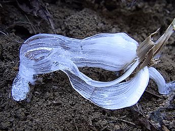 シモバシラの氷の結晶