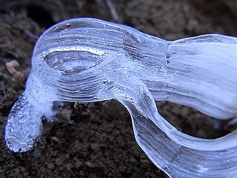 シモバシラの氷の結晶