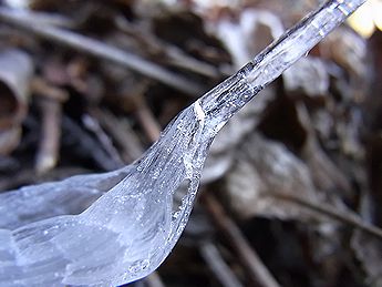 シモバシラの氷の結晶