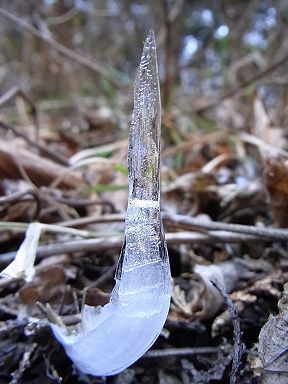 シモバシラの氷の結晶