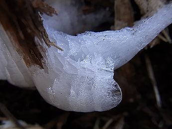 シモバシラの氷の結晶