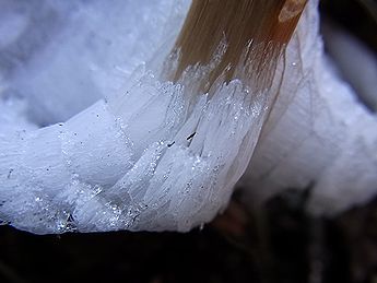 シモバシラの氷の結晶