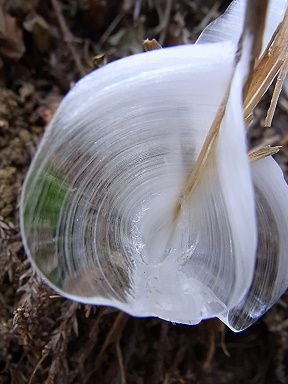 シモバシラの氷の結晶