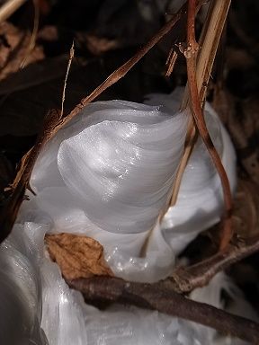 シモバシラの氷の結晶