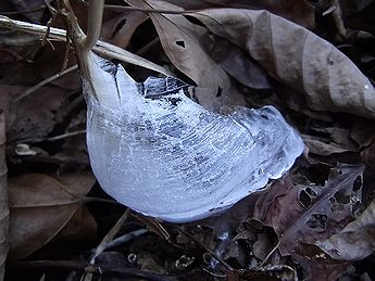 シモバシラの氷の結晶