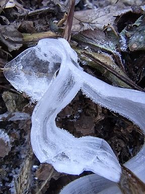 シモバシラの氷の結晶