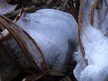 シモバシラの氷の結晶