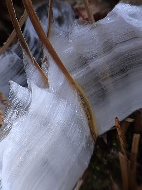 シモバシラの氷の結晶