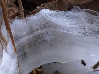 シモバシラの氷の結晶