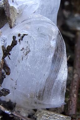 シモバシラの氷の結晶