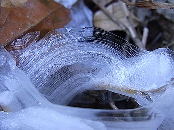 シモバシラの氷の結晶