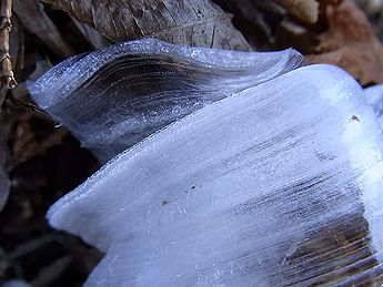 シモバシラの氷の結晶