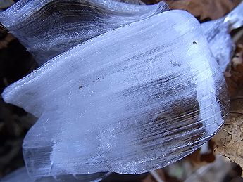 シモバシラの氷の結晶