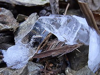 シモバシラの氷の結晶