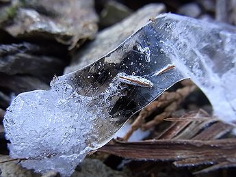 シモバシラの氷の結晶