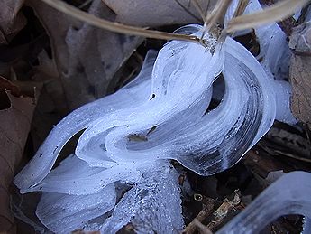 シモバシラの氷の結晶