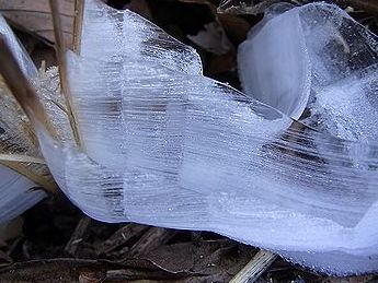 シモバシラの氷の結晶