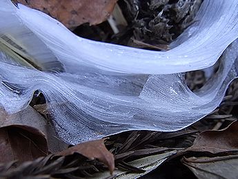 シモバシラの氷の結晶