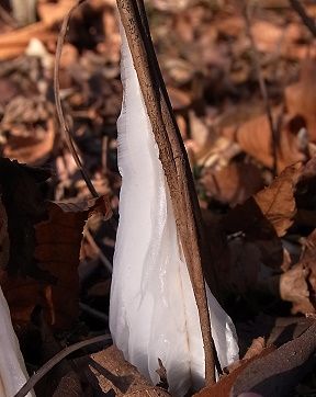 シモバシラの氷の結晶