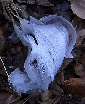 シモバシラの氷の結晶