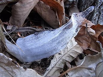 シモバシラの氷の結晶