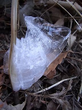 シモバシラの氷の結晶