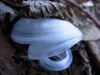 シモバシラの氷の結晶