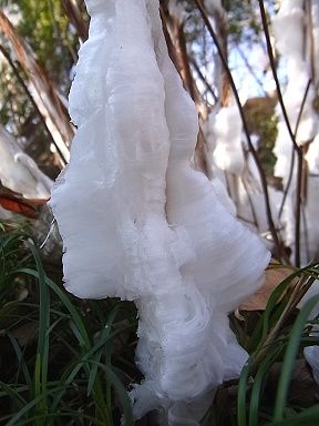 シモバシラの氷の結晶