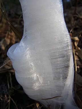 シモバシラの氷の結晶