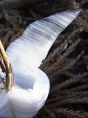 シモバシラの氷の結晶