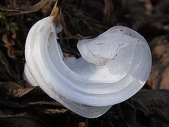 シモバシラの氷の結晶