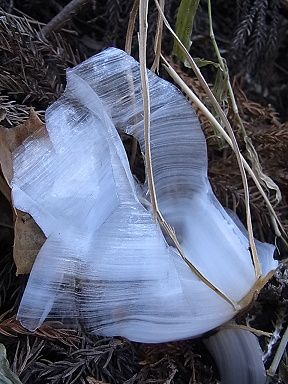 シモバシラの氷の結晶