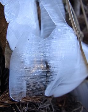 シモバシラの氷の結晶