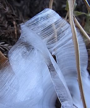 シモバシラの氷の結晶