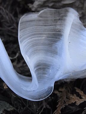 シモバシラの氷の結晶