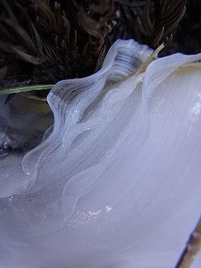 シモバシラの氷の結晶