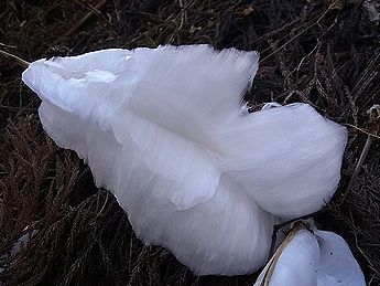 シモバシラの氷の結晶