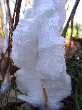 シモバシラの氷の結晶